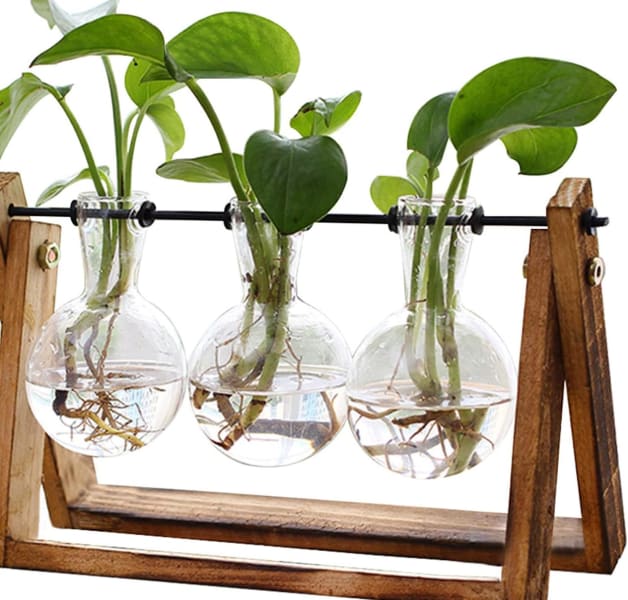 plant propagation, reproduction, plant terrarium kit