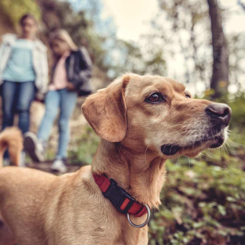 Residents on a walk with their pup near The Elysian at Stonefield in Charlottesville, Virginia