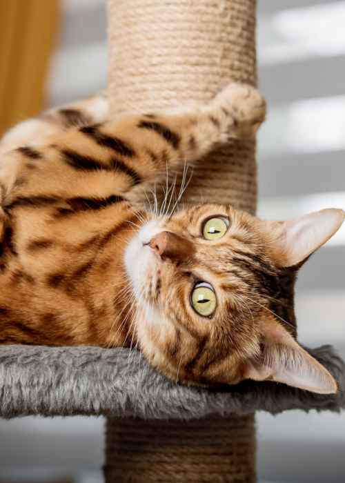 A cat scratching a post at The Mill at Westside in Atlanta, Georgia