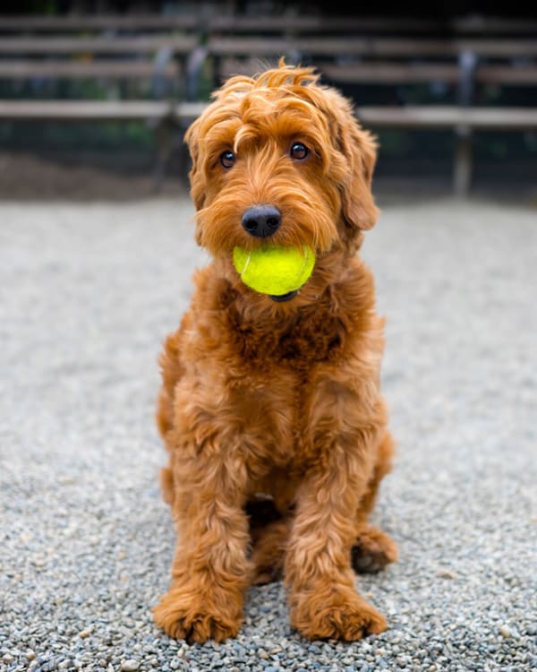 Residents dog with his favorite toy in his mouth at The Residences at Waterstone in Pikesville, Maryland