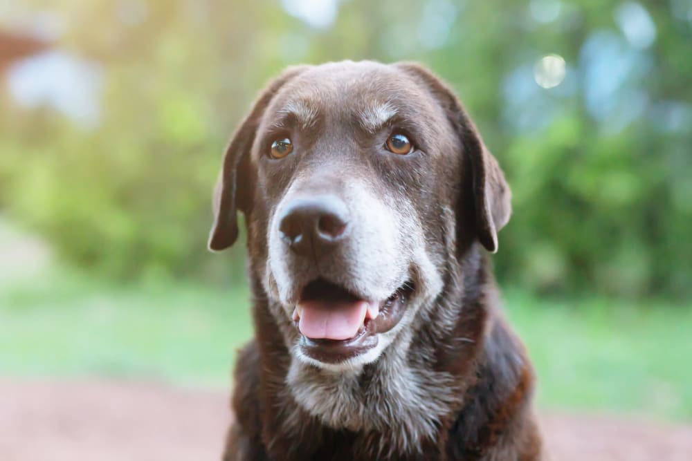 Apartments in Jasper TX Maple Court
