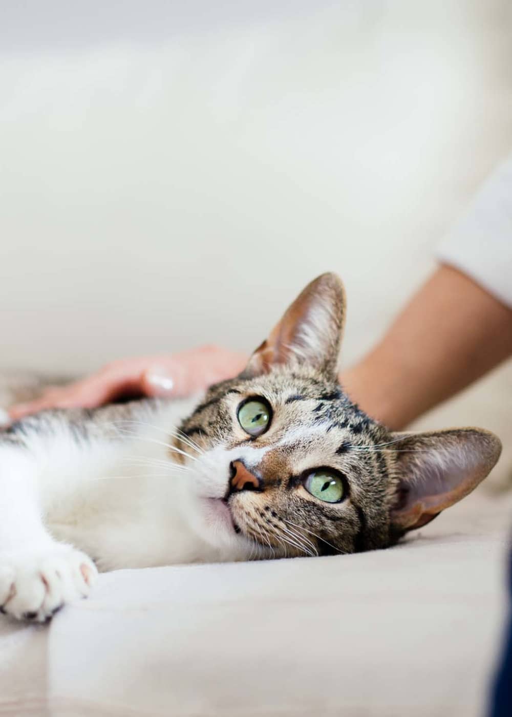 Resident playing with his cat at Proximity Watermark in Wilmington, North Carolina,