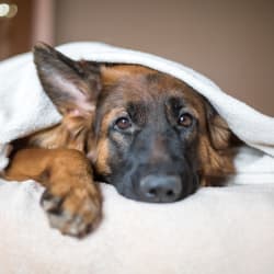 Dog under the blankets at Avilla Gateway in Phoenix, Arizona