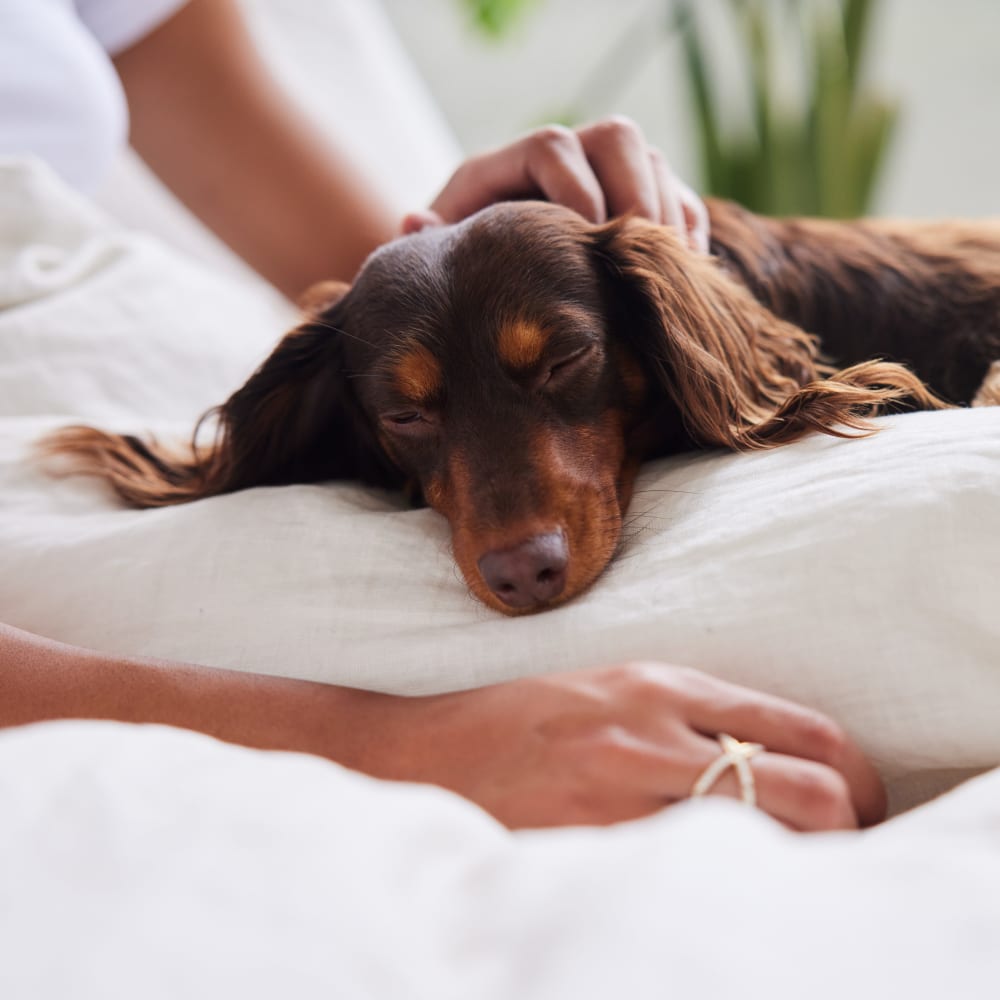 Dachshund taking a nap in her owner's lap in their pet-friendly home at Hilton Village II Apartments in Hilton, New York