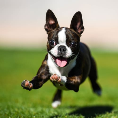 Boston terrier running in a park  close to Olympus at Ten Mile in Meridian, Idaho