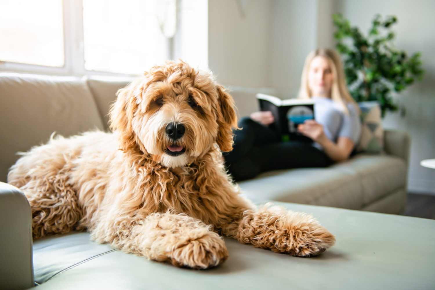 Happy dog resting on the couch while her owner reads a book in their apartment at Arbors at Cahaba River in Birmingham, Alabama