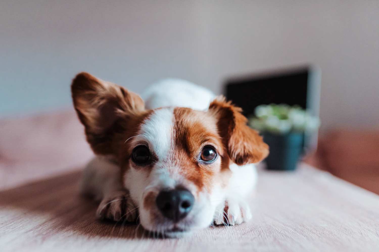 Dog laying in living room at La Jolla Place in El Paso, Texas