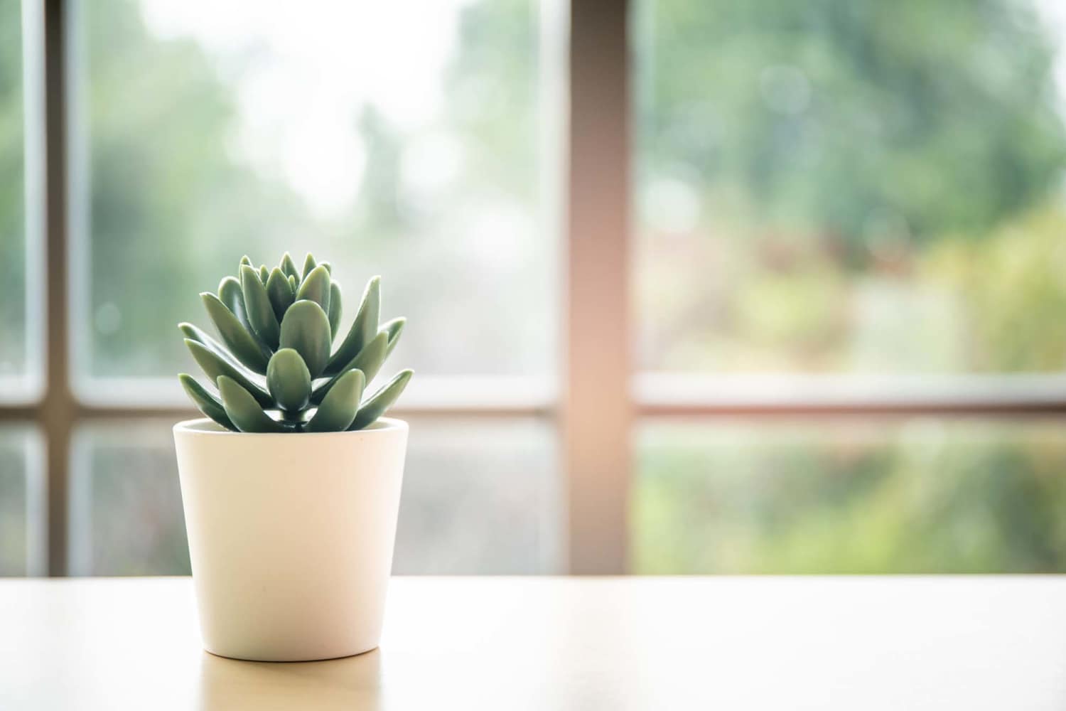 Cute little plant at Sable Station in Aurora, Colorado