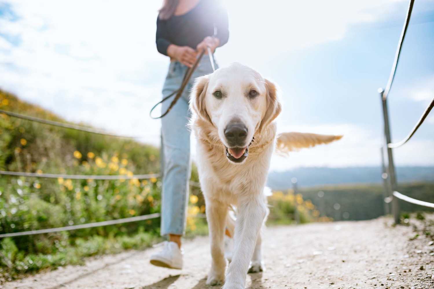 Resident taking her pet to walk at Terrene at the Grove in Wilsonville, Oregon
