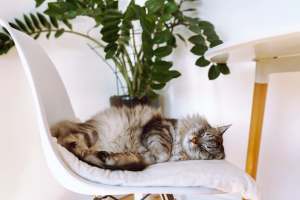 Cat sleeping on a chair at Seaglass Cottage in North Myrtle Beach, South Carolina