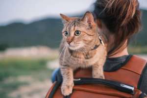 Happy cat watching from its owner's shoulder at Brookstone Park Of Seminole in Seminole, Oklahoma