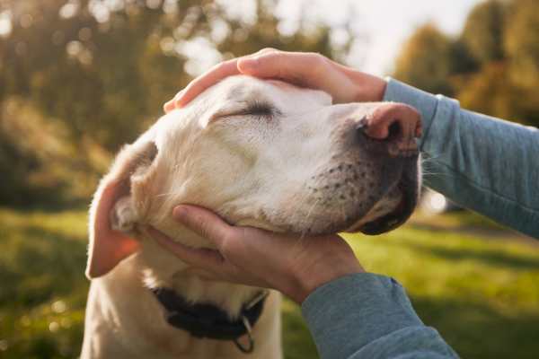 Pet-friendly apartments at Stone Canyon