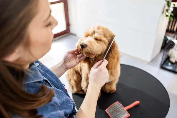 Dog getting combed at Whitmore in Houston, Texas