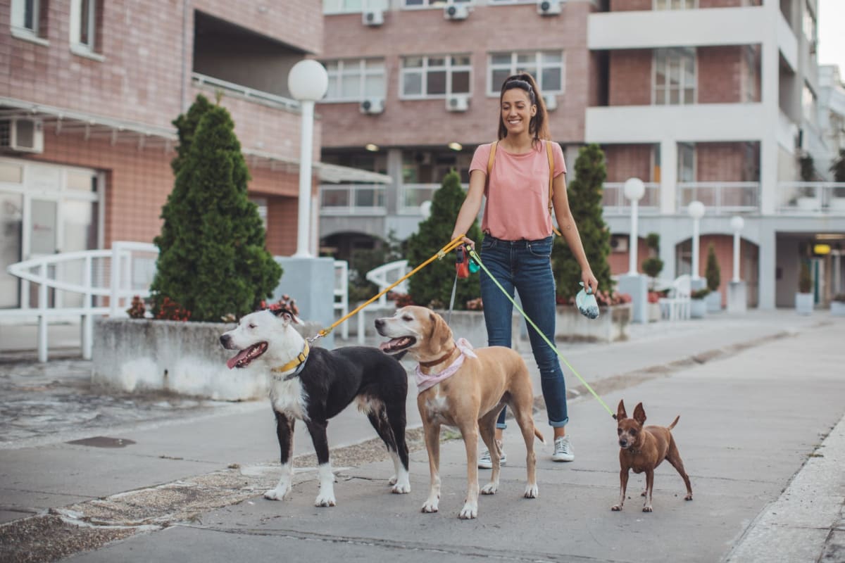 Resident taking her dogs out for a walk around the neighborhood near Vidorra McKinney Avenue in Dallas, Texas