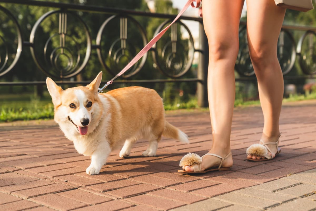 A resident walking with her dog near Palmilla in Pensacola, Florida