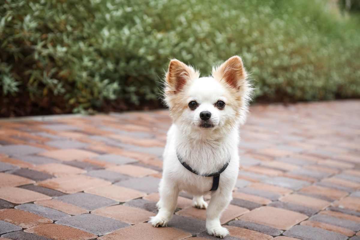 A cute dog at Southwood Village in Shreveport, Louisiana