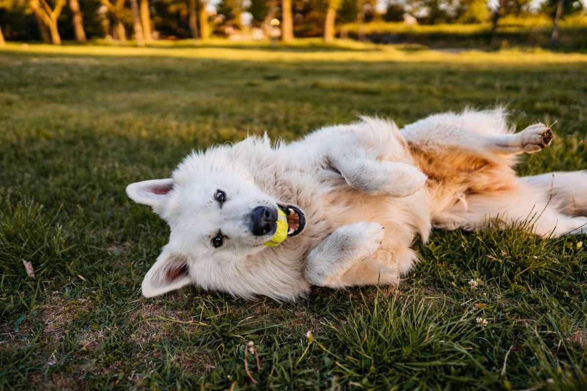 We're pet friendly at Atlas at Goodlett Farms in Cordova, Tennessee