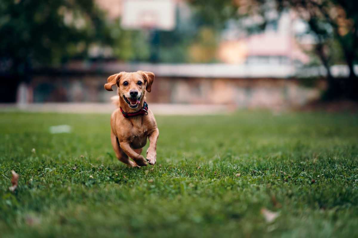 Dog playing in park at Emerald Place in Lancaster, Ohio