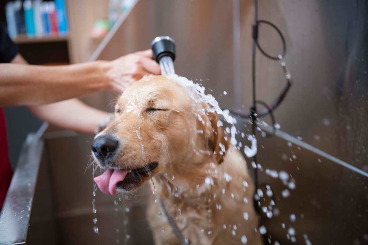 Dog in a grooming station at The Heights at Waterpointe in Flowood, Mississippi
