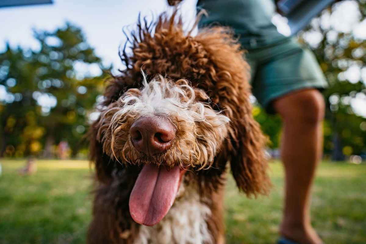 Resident with their pet dog in a park at Donerail Run in Louisville, Kentucky