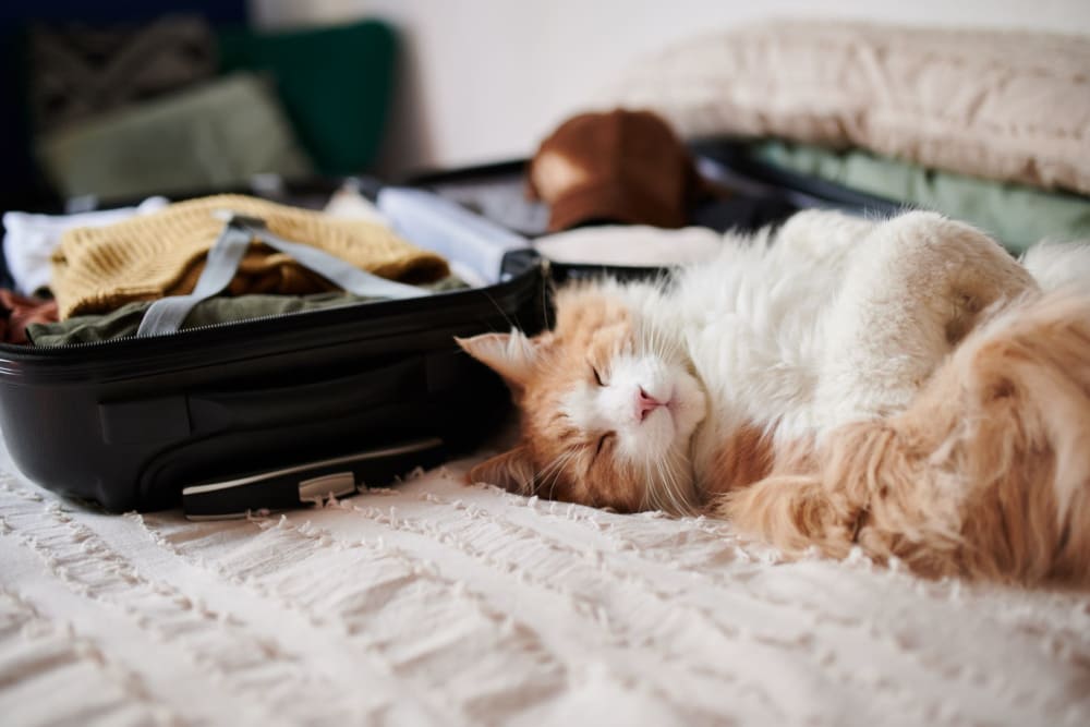 Cat laying next to suitcase at Avion Point Seniors in Charlotte, North Carolina
