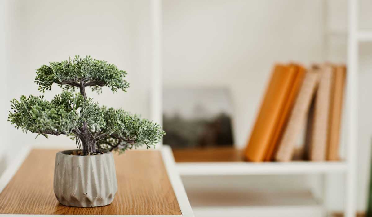 A bonsai tree on a shelf in an apartment at Mason Avenue, Alexandria, Virginia