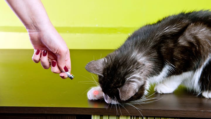Resident using a laser pointer to play with her cat in their home at Olympus Team Ranch in Benbrook, Texas