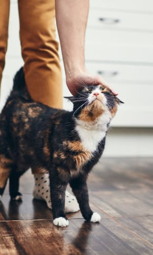 Resident giving her cat a scratch in the kitchen of their home at Buffalo Ridge in Princeton, Texas