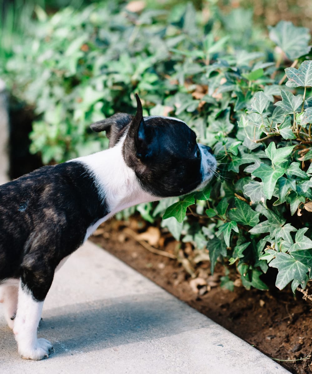 Resident dog stopping to smell some plants at Sofi Gaslight Commons in South Orange, New Jersey