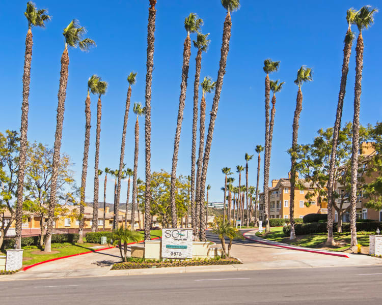 Palm trees and our sign welcoming residents and their guests to our community at Sofi Canyon Hills in San Diego, California