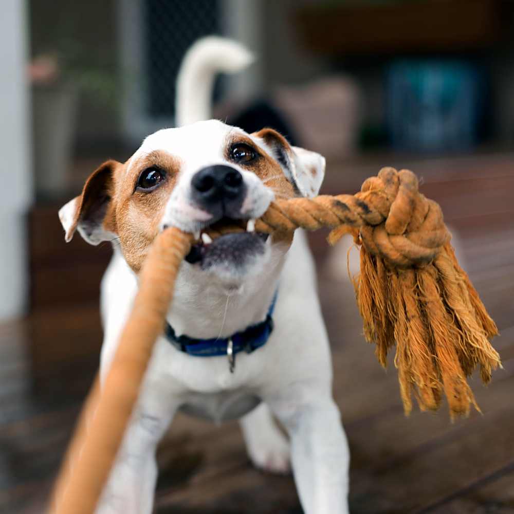 Pet friendly at Heron Reserve in Charleston, South Carolina