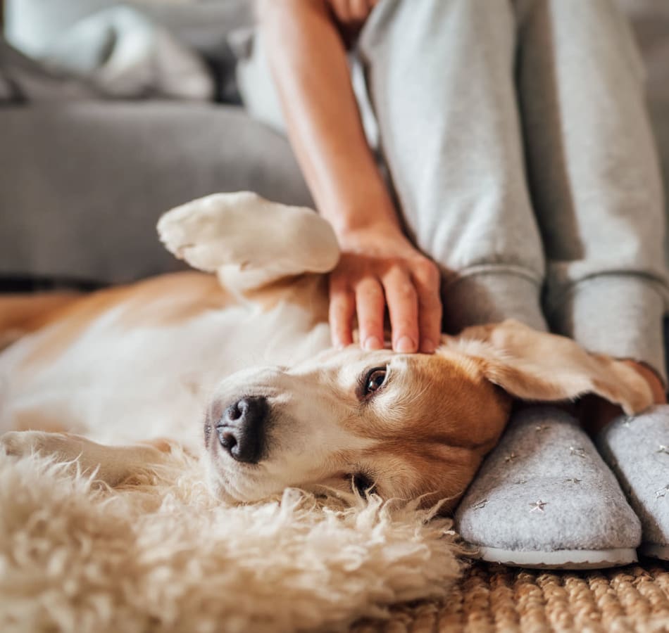 Pet friendly at The Village of Southampton in Houston, Texas