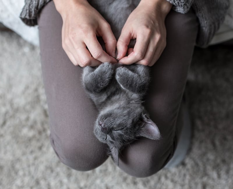 Kitten sleeping on their owner's lap at Dulles Greene in Herndon, Virginia