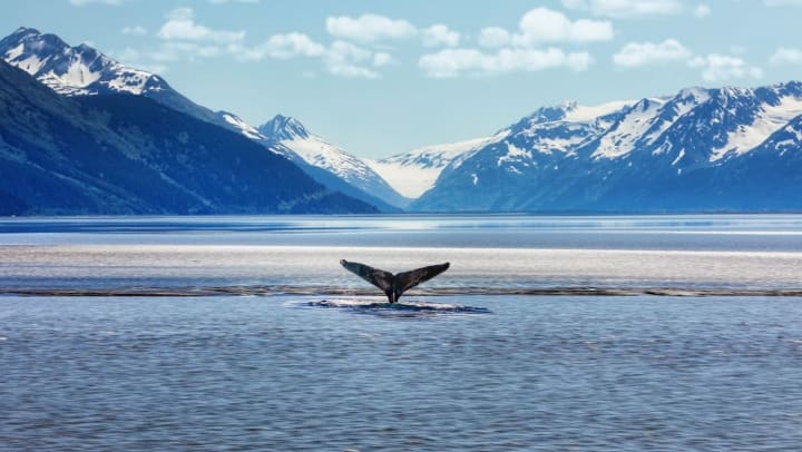 Humpback whale tail with icy Alaskan mountains in the backdrop.