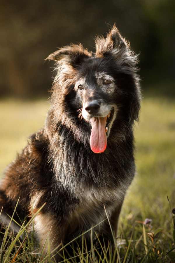 Dog at Merrill Gardens at Rolling Hills Estates in Rolling Hills Estates, California