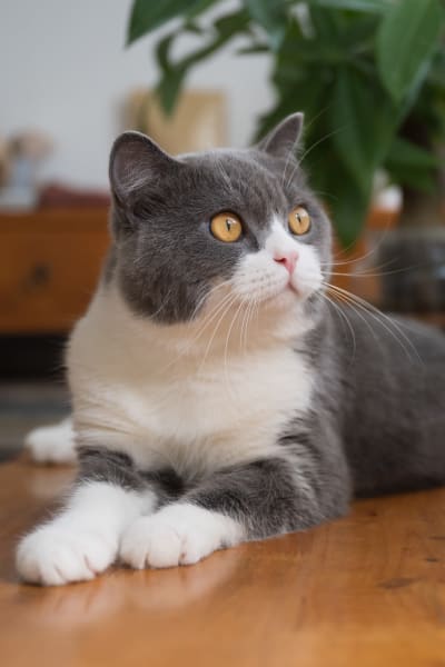 A cat with yellow eyes staring at a distance at Countrywood at Vernon in Vernon, Connecticut