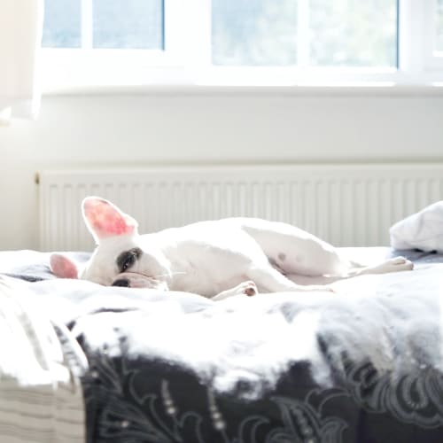 A dog laying on a bed in a home at Joshua Heights in Twentynine Palms, California