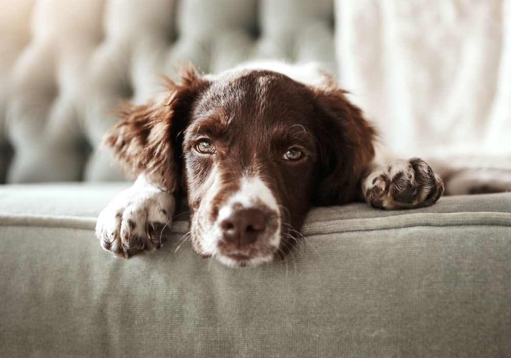 Happy pup lying on a couch in a model home at The Janson in Del Valle, Texas
