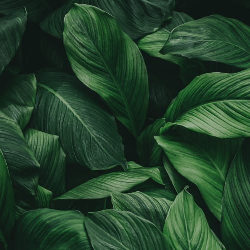 Lush leaves on a plant at Castilian in Concord, California