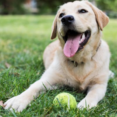 Dog with tennis ball sitting in grass at Stuart Mesa in Oceanside, California