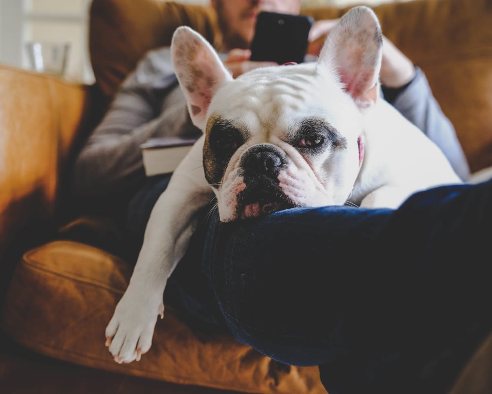 Resident and his dog relaxing on the couch in their luxury home at Lux on Main in Carrollton, Texas