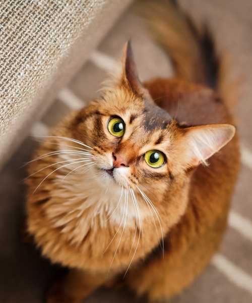 Pet-friendly at The Edison at Madison in Madison, Alabama