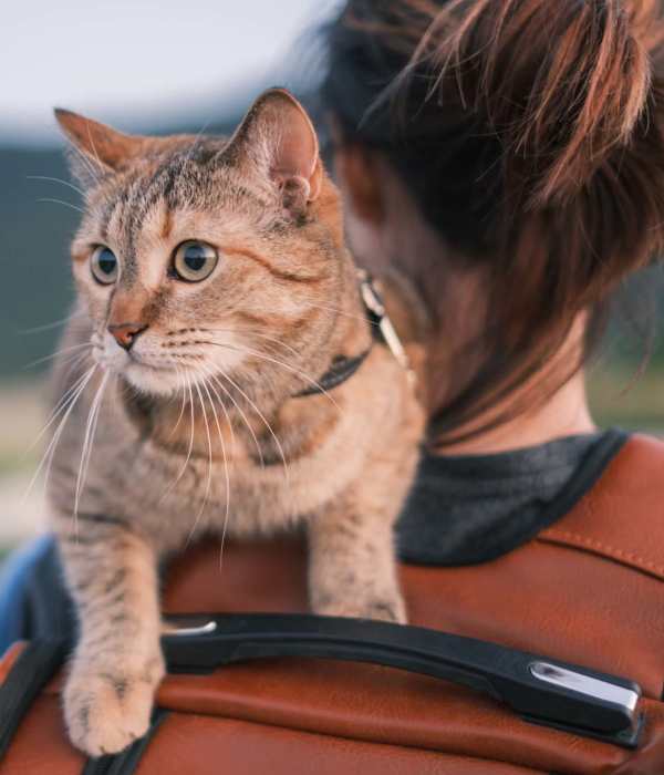 Woman carrying cat on her shoulder in a pet-friendly outdoor setting at Exhibit at J Town in San Jose, California