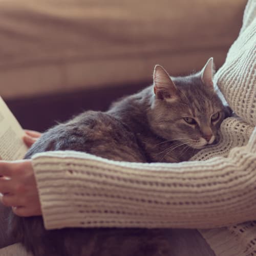 A house cat laying down at Wood Road in Annapolis, Maryland