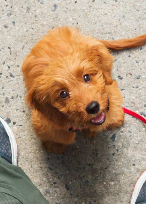 Resident pup on a leash at Terrace Garden Apartment Homes in San Leandro, California