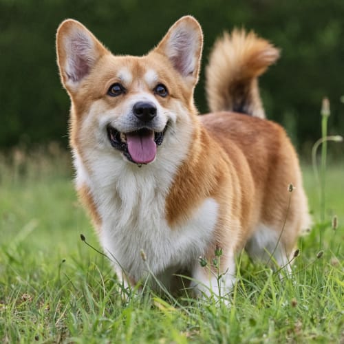 A happy dog in the grass at Vesta Creeks Run in North Charleston, South Carolina