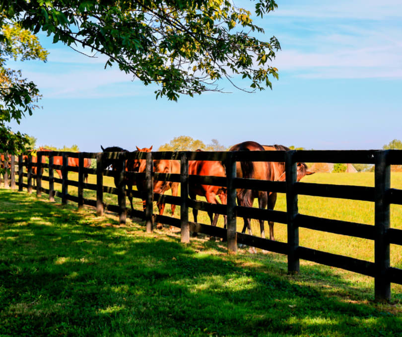 horse fence