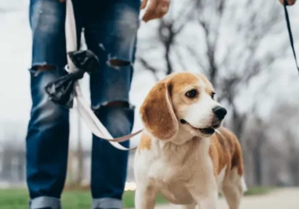 Pet-friendly at Carastone in Charlotte, North Carolina
