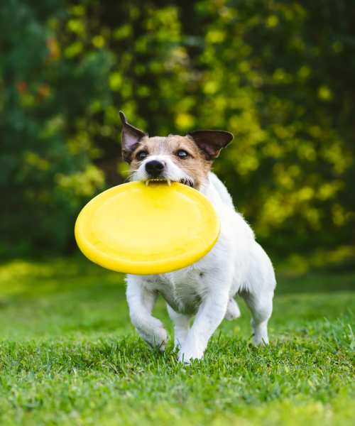Pet-friendly at Earle Residences in Chicago, Illinois