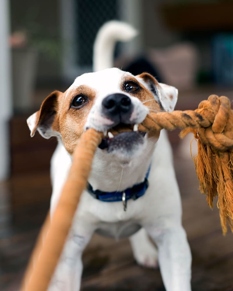 Dog biting rope at Creekside Park Apartments in Napa, California